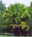 Bismarckia nobilis - palmier gant exotique de plein soleil 15m